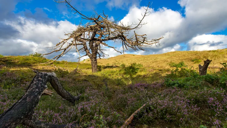 Bloeiende paarse heide met een kale boom onder een lucht met stapelwolken