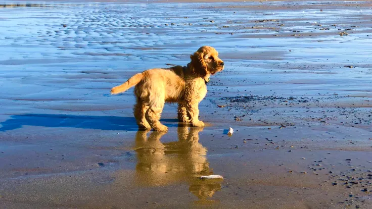 Blonde hond speelt met een bal in het ondiepe water aan het strand