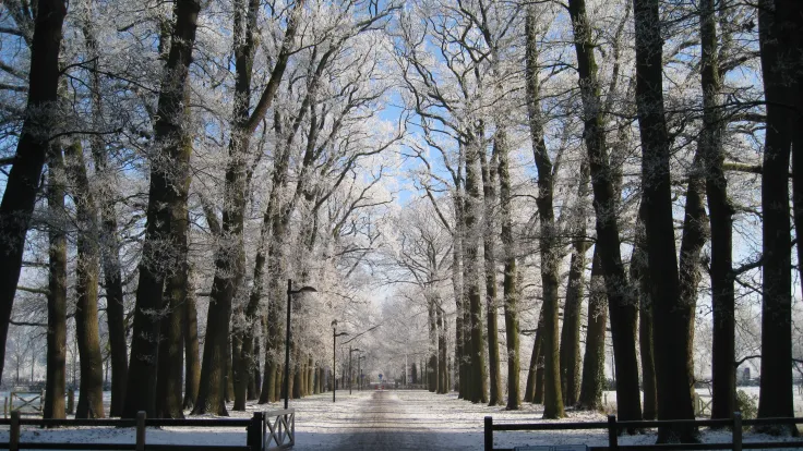 Besneeuwde beukenlaan met een pad tussen de kale bomen