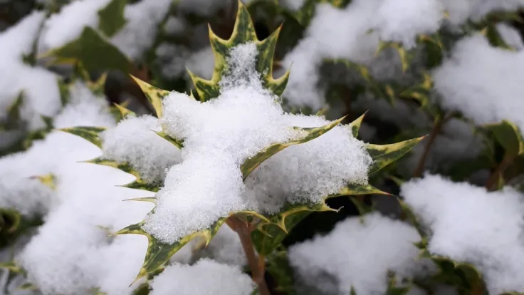 Besneeuwde hulstblaadjes van dichtbij