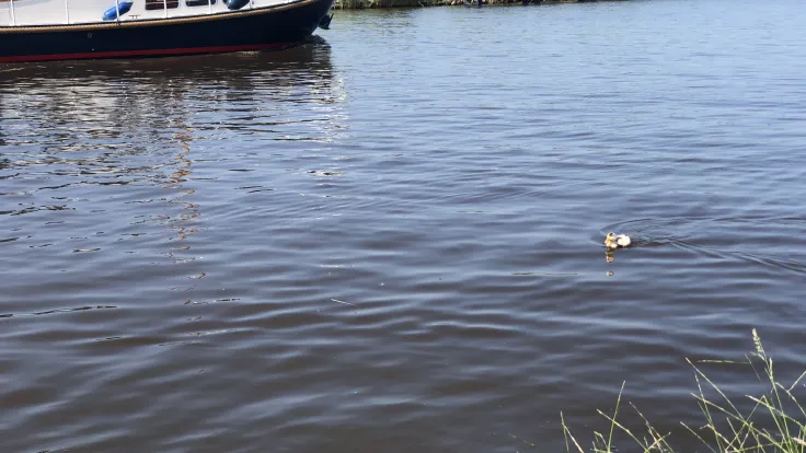 Motorboot vaart over een brede vaart met rietoevers