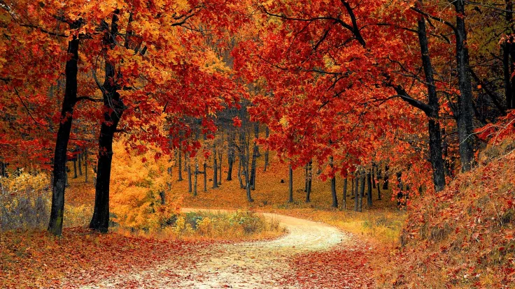 Bospad omzoomd door bomen met vuurrode en oranje herfstbladeren