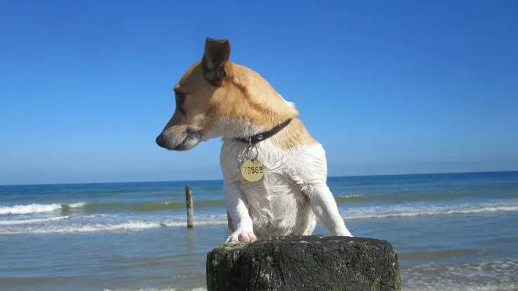 Hond zit op een houten paal met het strand en de zee erachter