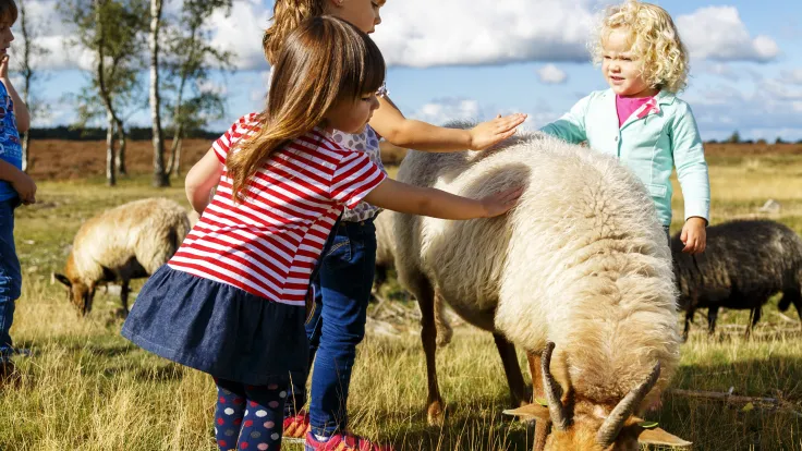 Twee kinderen aaien schapen in een weiland onder een blauwe lucht