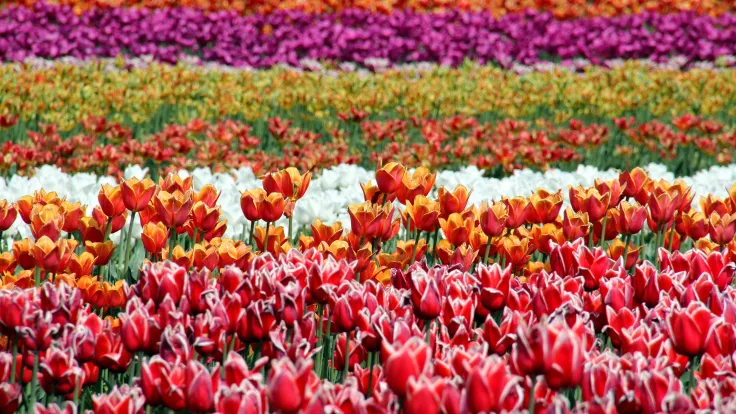 Bloembollenveld met stroken rode, witte en paarse tulpen